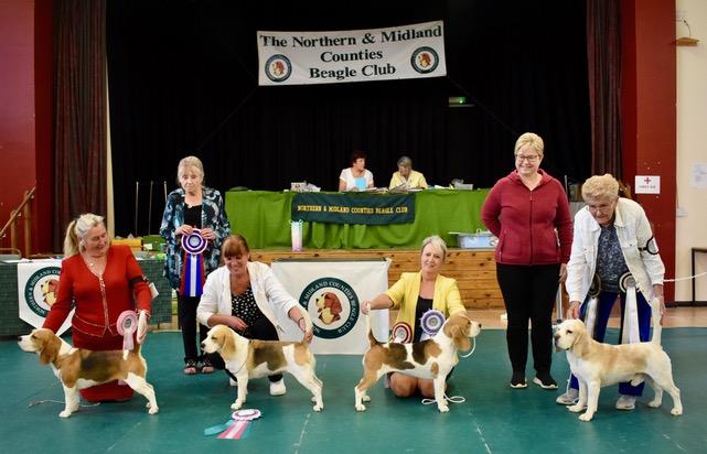 Northern and midland store counties beagle club